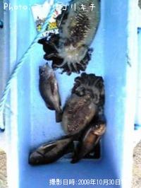 ¥á¥Ð¥ë¡¢¥â¥ó¥´¥¦¥¤¥«