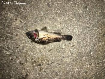 ���ӥ����ܥ���ƨ��