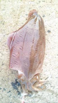 ���ߥʥꥤ��