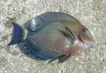 ������ϥ�