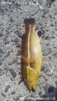 ���֥����λҶ�