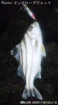 ¥¯¥ï¥¬¥Ê¡¼¡Ê¥³¥È¥Ò¥¡Ë