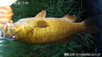 ���⡼��ޥ����Х�