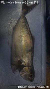 ¥Í¥ê¥´¡Ê¥«¥ó¥Ñ¥Á¡Ë