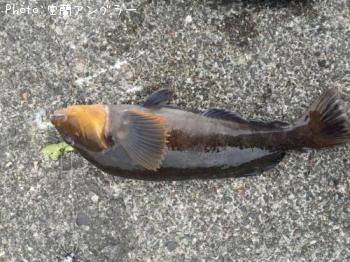 �����ʥ�