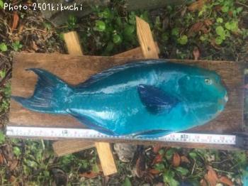 ����֥��֥ʥ�襦�֥����ס�