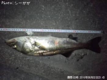 �����Х�