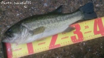 �֥�å��Х�