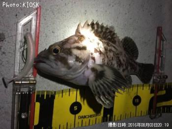 ��饽��