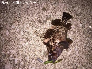 ¥ª¥¦¥´¥ó¥à¥é¥½¥¤¡Ê¥Ï¥Á¥¬¥é¡Ë