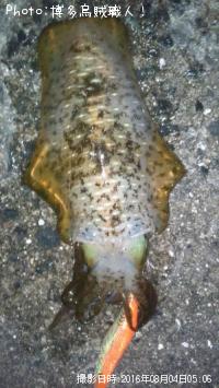 �����ꥤ��