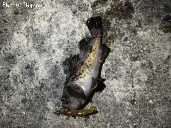 ���ӥ����ܥ���ƨ��