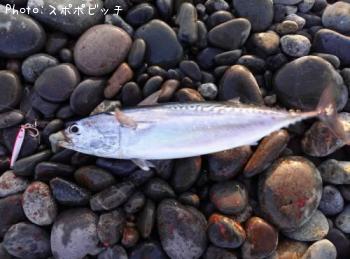 ���������ĥ�