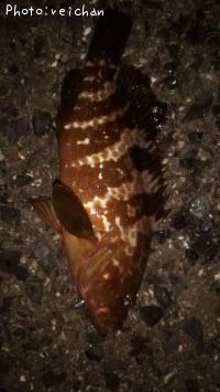 �����ϥ�