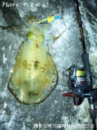 ¥¢¥ª¥ê¥¤¥«