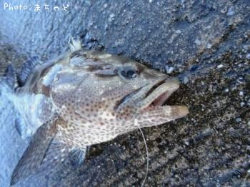 ¥¢¡¼¥é¡¼¥ß¡¼¥Ð¥¤¡Ú¥Þ¥À¥é¥Ï¥¿¡Û