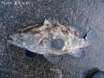 ¥¢¡¼¥é¡¼¥ß¡¼¥Ð¥¤¡Ú¥Þ¥À¥é¥Ï¥¿¡Û