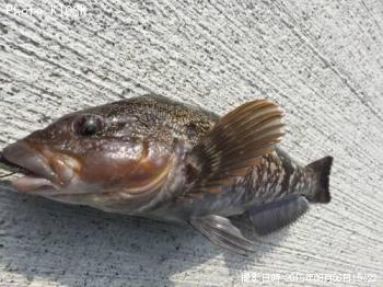 �����ʥ�