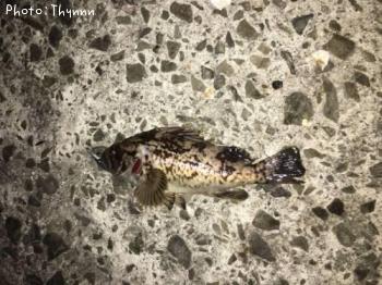 ���ӥ����ܥ���ƨ��