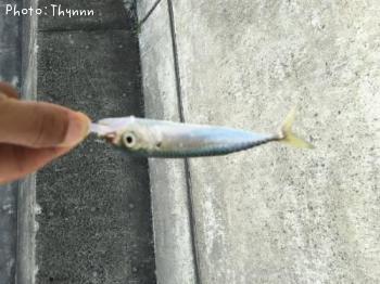 ¥Á¥Ó¥µ¥Ð¥Ü¥¦¥ºÆ¨¤ì