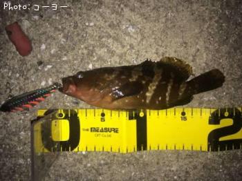 �����ϥ�