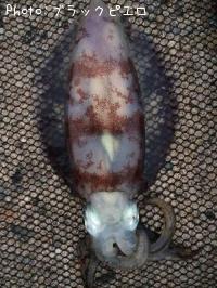 �����ꥤ��