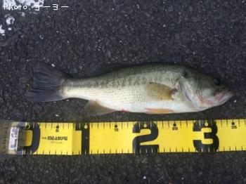 �֥�å��Х�