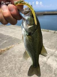 ¥Ö¥é¥Ã¥¯¥Ð¥¹