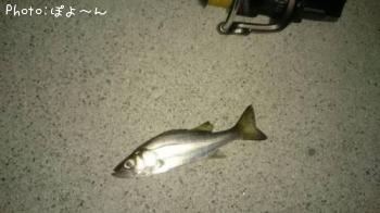 ¥·¡¼¥Ð¥¹¡Ê¾Ð¡Ë