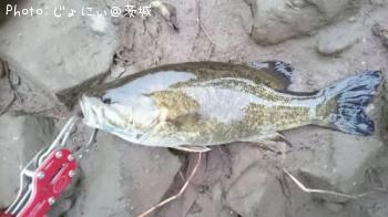 ���⡼��ޥ����Х�