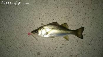 �����Х��ʾС�