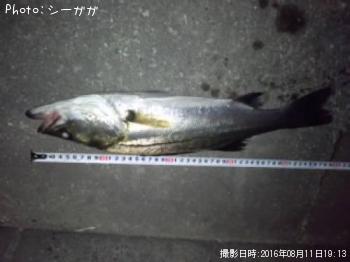 �����Х�