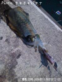 ¥¢¥ª¥ê¥¤¥«