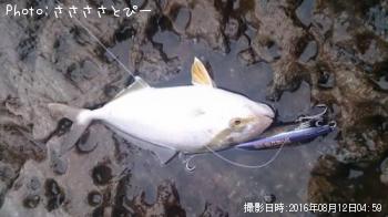 ���祴���參��