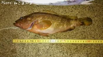 �����ϥ�