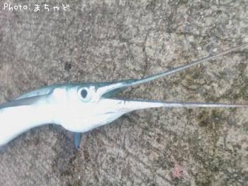 �����㡼�ڥϥޥ��ġ�