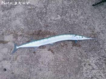 �����㡼�ڥϥޥ��ġ�