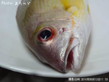 ���ӥ��ʥ����ڥ����ե�������