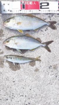 ¥Í¥ê¥´¡¢¥¢¥¸