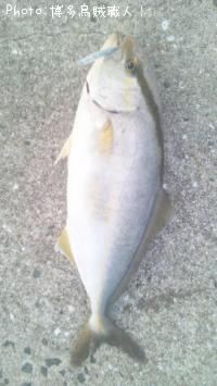 ¥Í¥ê¥´¡¢¥¢¥¸