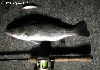 ʿ������