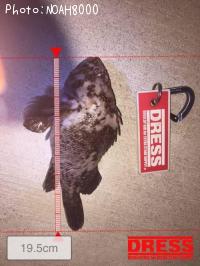 �٥å�������