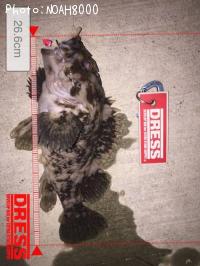 ¥Ù¥Ã¥³¥¦¥¾¥¤