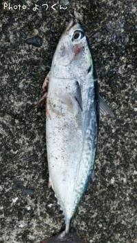 �ҥ饽����