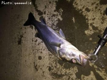 �����Х�