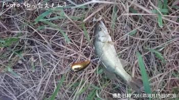 ¥Ö¥é¥Ã¥¯¥Ð¥¹