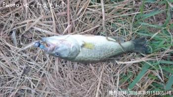 ¥Ö¥é¥Ã¥¯¥Ð¥¹