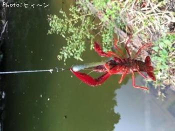 ����ꥫ���ꥬ��