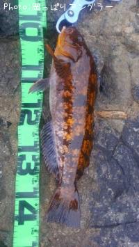 �����ʥ�