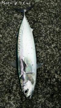 ¥½¥¦¥À¥«¥Ä¥ª